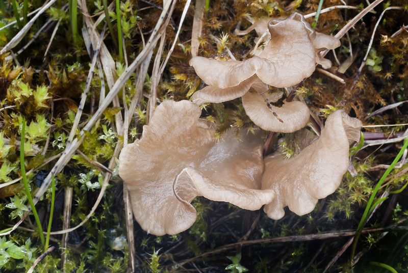 Arrhenia lobata